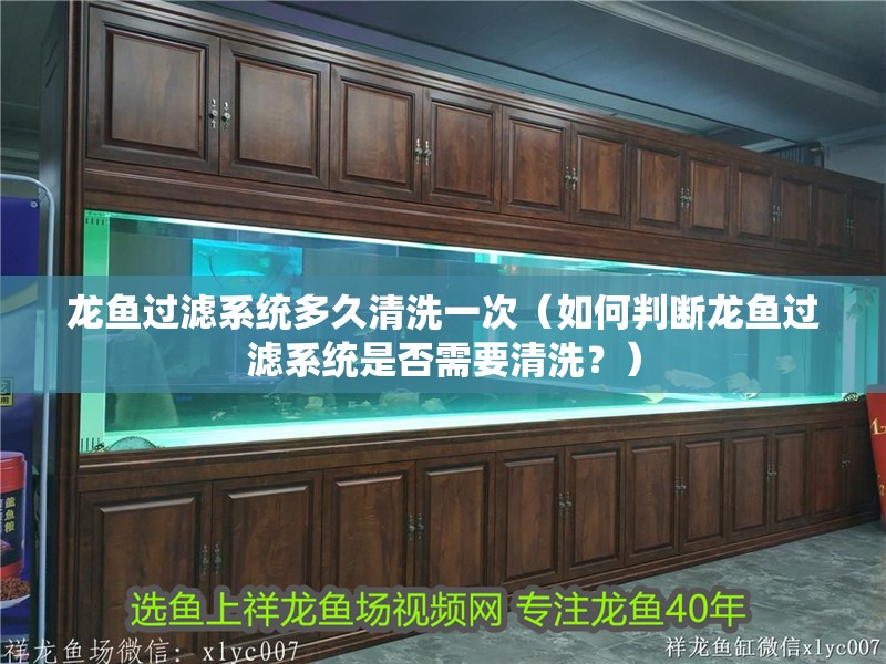 龍魚過濾系統多久清洗一次（如何判斷龍魚過濾系統是否需要清洗？）